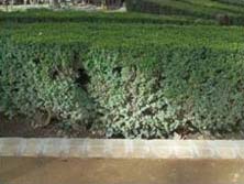 Bordillos en los jardines